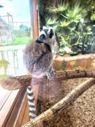 Lemur siedzący na gałęzi drzewa. Zwierzę znajduje się w ZOO Borysew