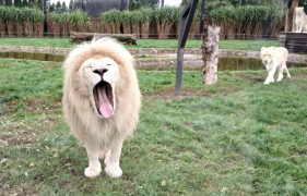 Białe lwy na wybiegu znajdującym się w ZOO Borysew 