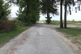 Droga, widoczne wysokie drzewa