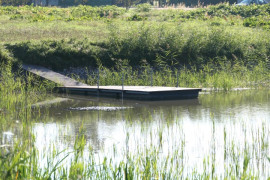 Staw: widoczny pomost i roślinność 