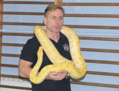 Mężczyzna trzyma na szyi węża - albinosa